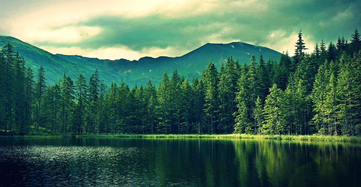 A beautiful picture of a forest and lake